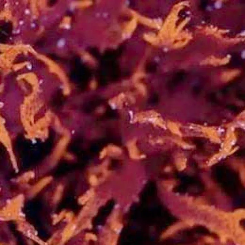 Dragons Breath Algae (Halymenia sp.) – ORA