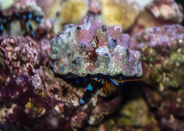 Electric Blue Leg Hermit Crab