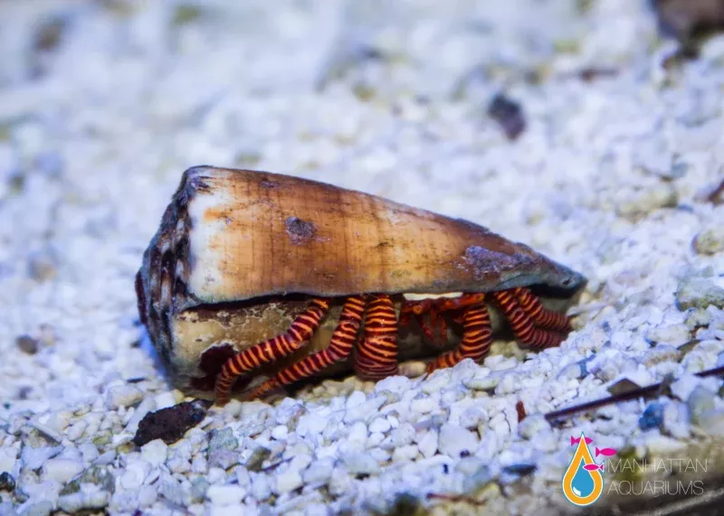 Electric Orange Leg Hermit Crab