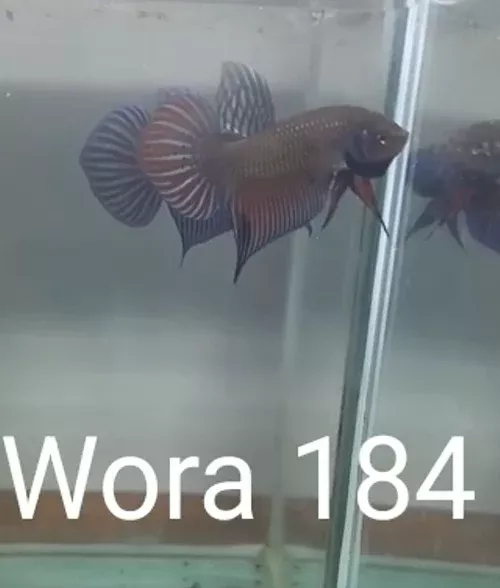 F(WORA-184F)Blue Mahachai Wild Female Betta
