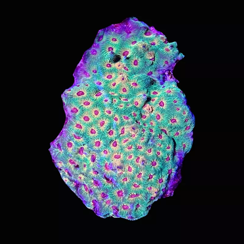 Fascination Favia Coral (3/4 – 1)– SAQ Coral Farm