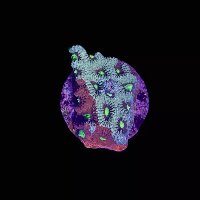 Fire and Ice War Favia Coral (3/4 – 1) – SAQ Coral Farm