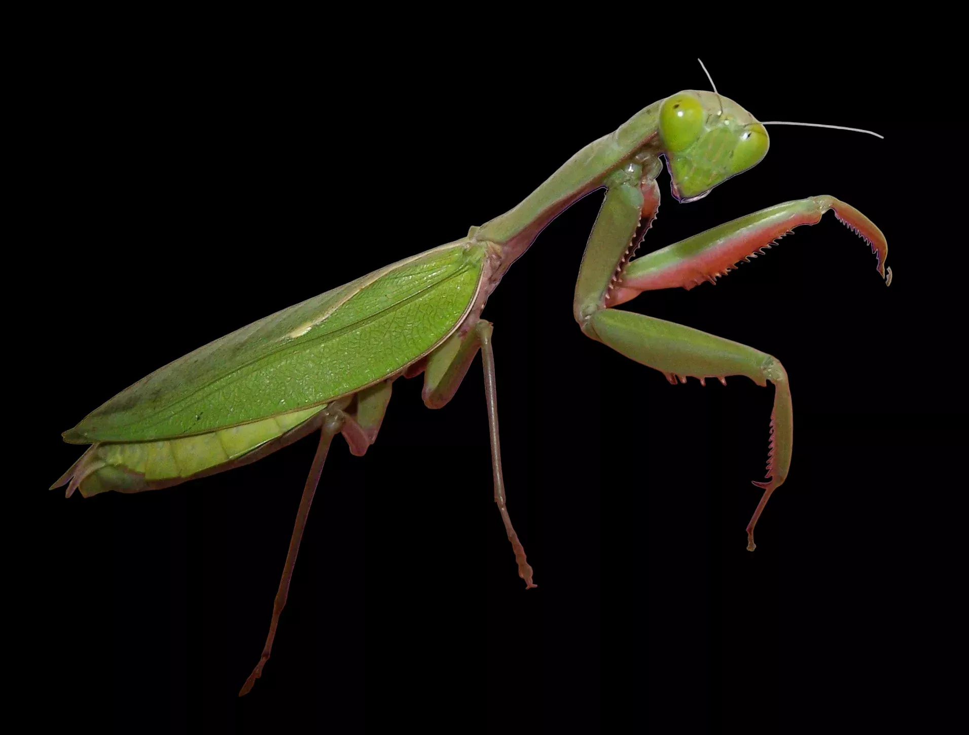 Giant Rainforest Mantis - Hierodula majuscula - Captive Bred