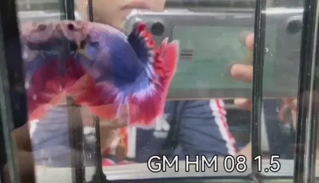 (GM-08)AAA FlagColor Fancy Grizzle Over Halfmoon Male Betta
