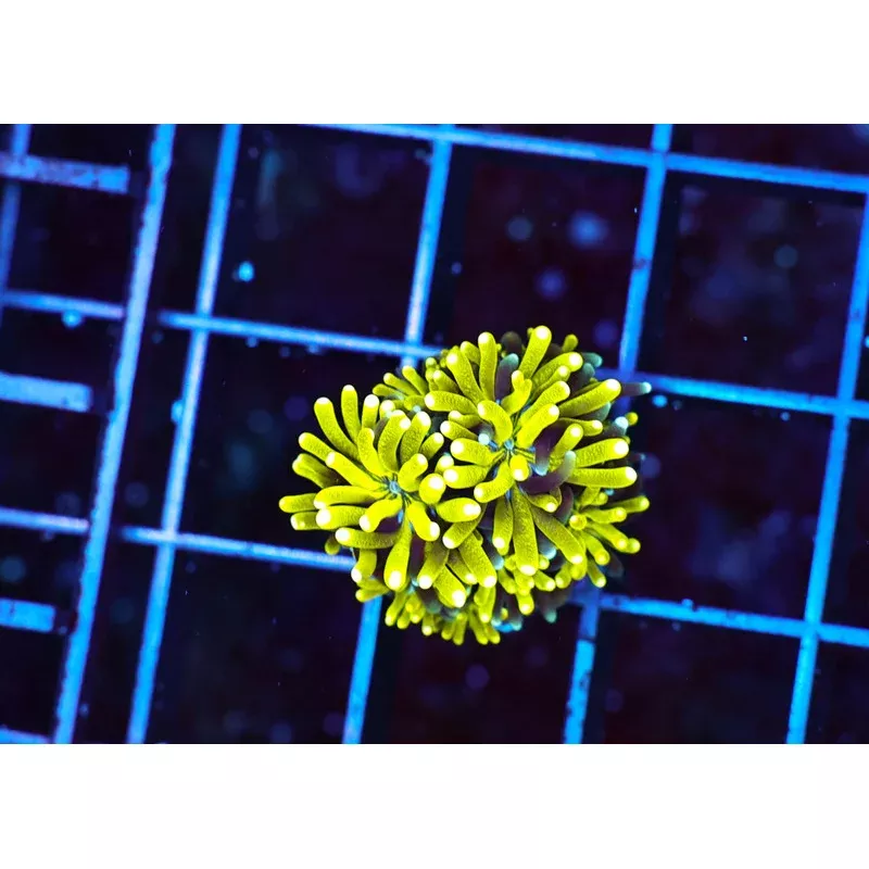 Golden Galaxea Coral – SAQ Coral Farm