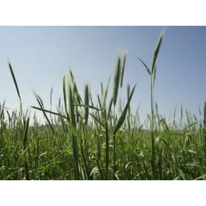 Grass Seed – Annual Rye 5Kg