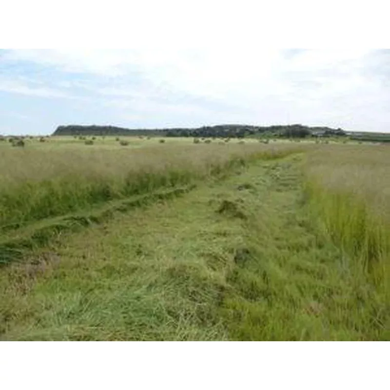 Grass Seed – Eragrostis 1Kg