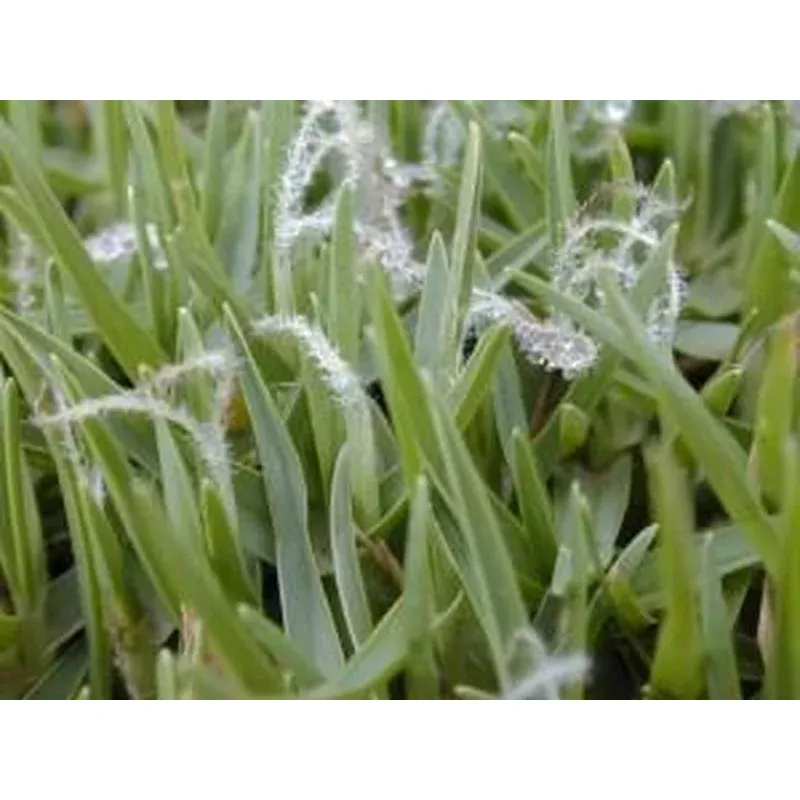 Grass Seed – Kikuyu 1Kg
