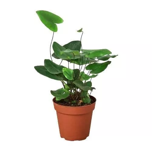‘Heart’ Fern – 4″ Pot