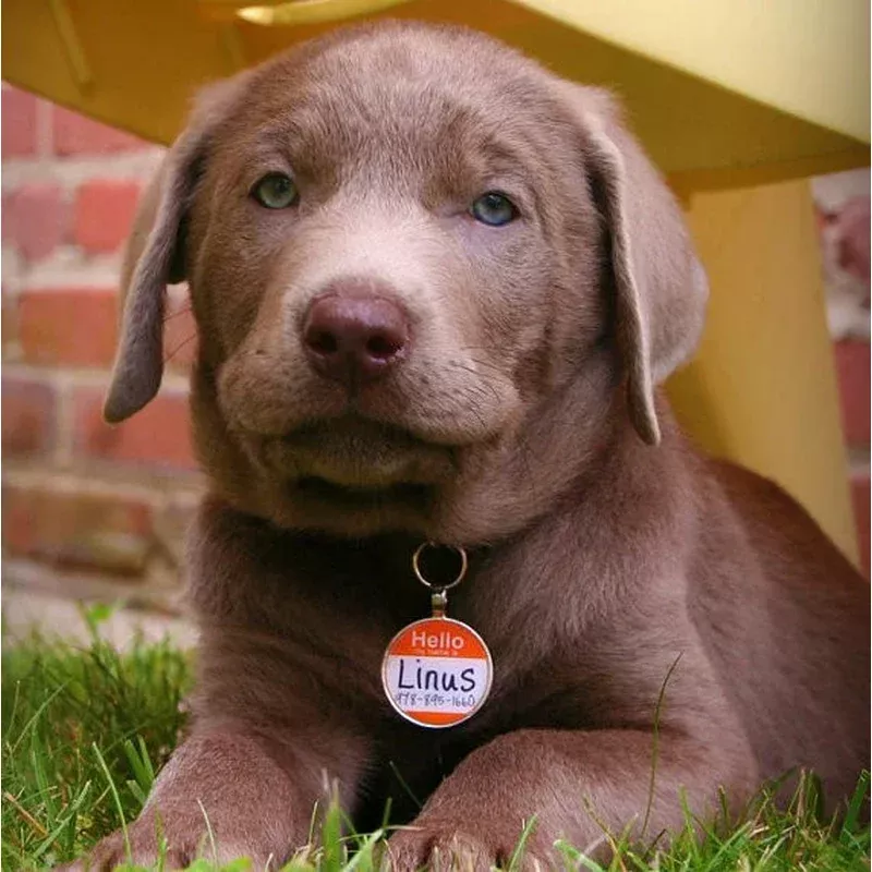 “Hello My Name Is” Dog License Tag