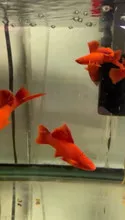 Hi Fin Red Velvet Swordtail (3")