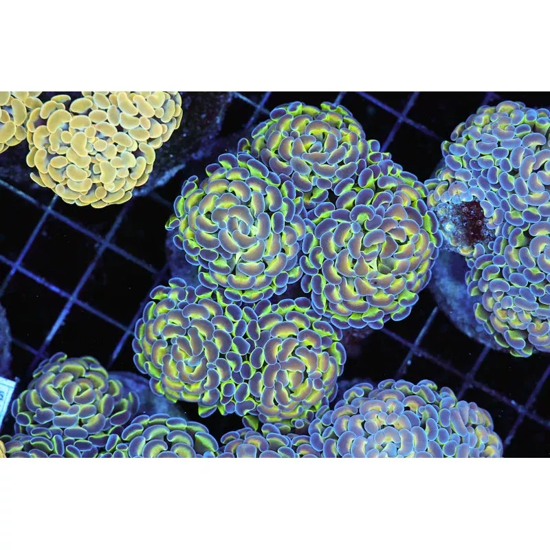 Holographic Hammer Colony WYSIWYG – SAQ Coral Farm