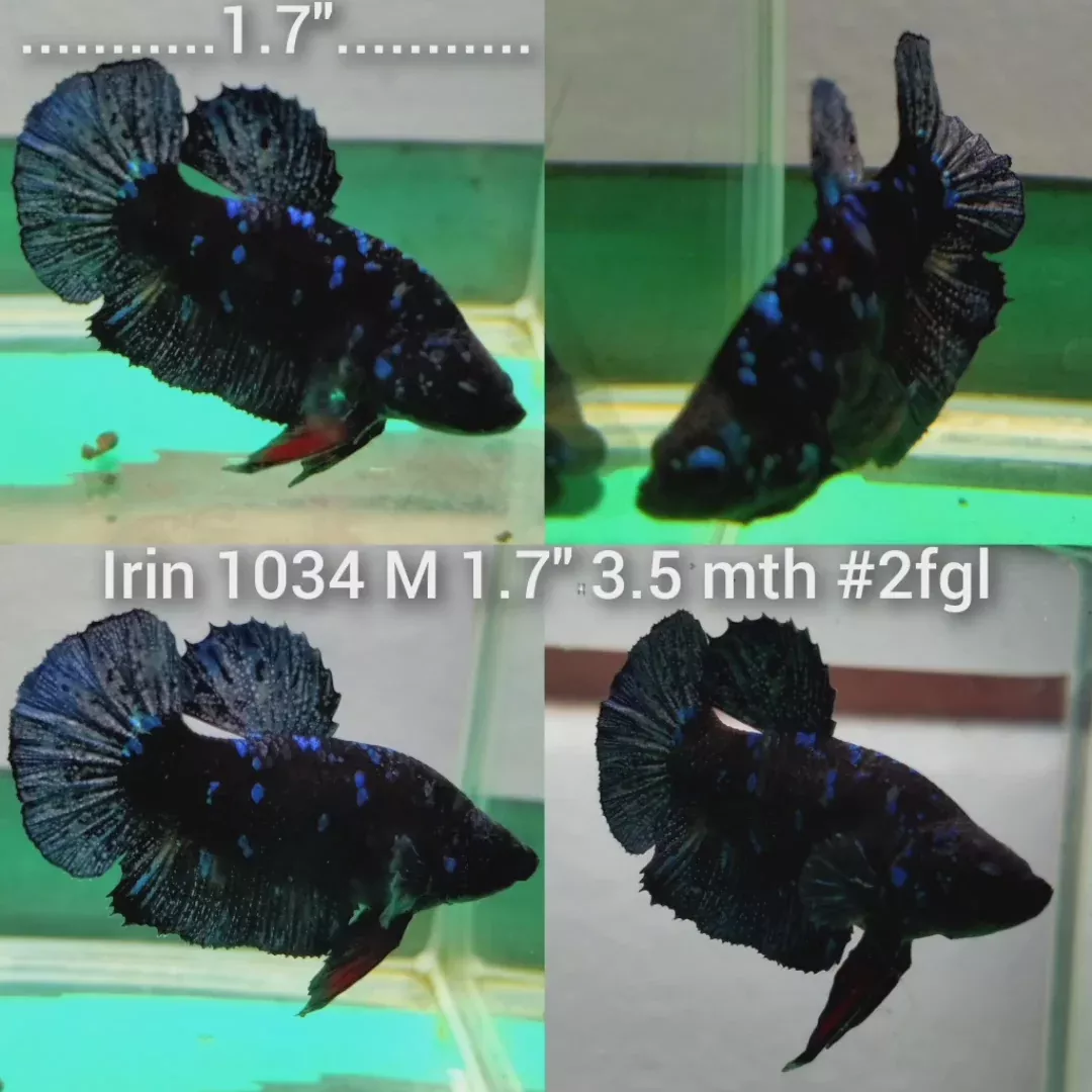 (IRIN-1034) BLACK LIGHT GALAXY PLAKAT MALE BETTA
