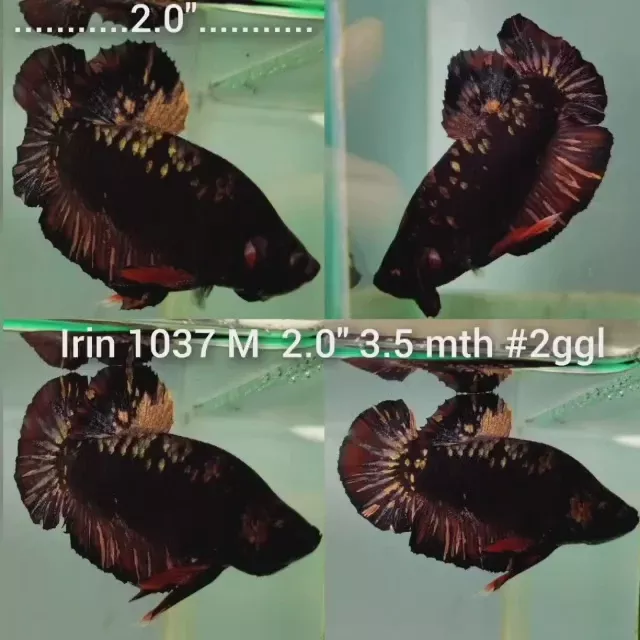 (IRIN-1037) BLACK COPPER FANCY PLAKAT MALE BETTA