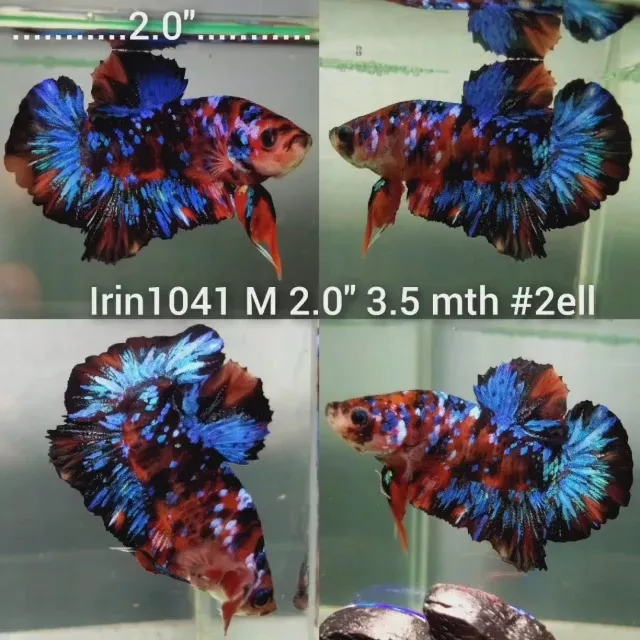 (IRIN-1041) KOI BLACK GALAXY PLAKAT MALE BETTA