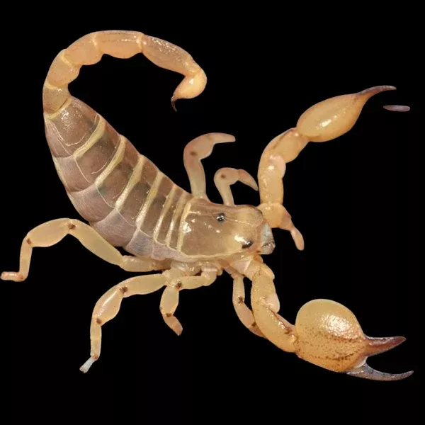 Israeli Gold Scorpion - Scorpio maurus