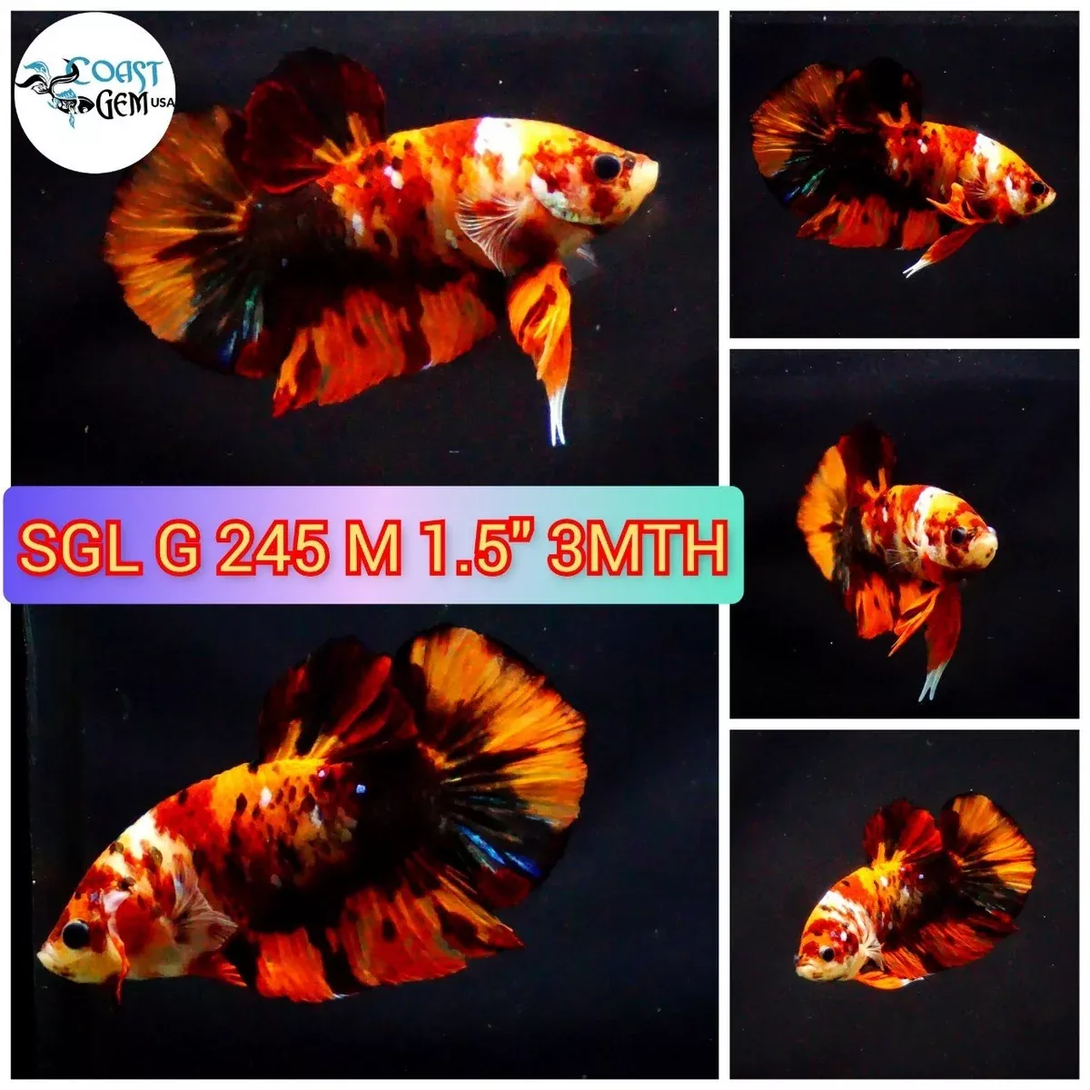 J108(SGL-245) Nemo Galaxy Plakat Male Betta