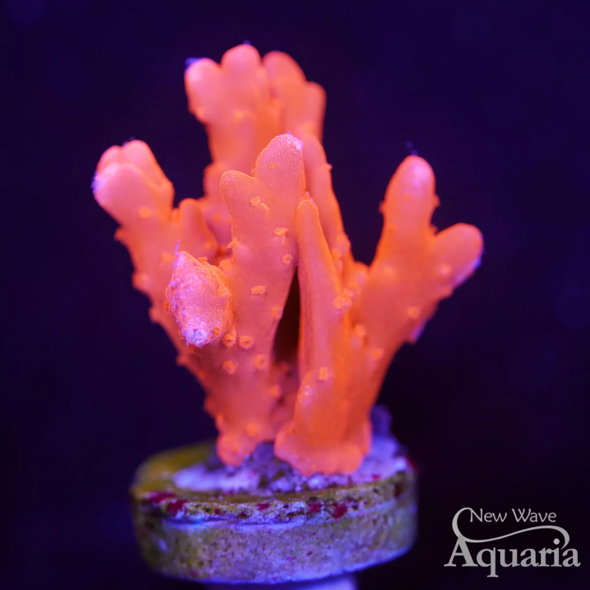 JF Red Hot Setosa
