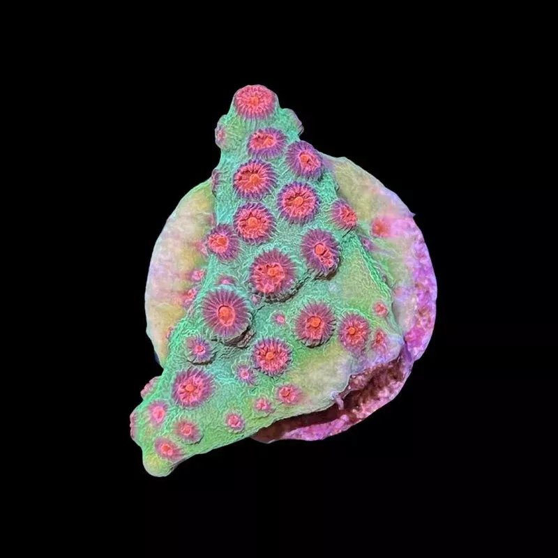 Jingle Bells Cyphastrea (3/4 – 1) – SAQ Coral Farm