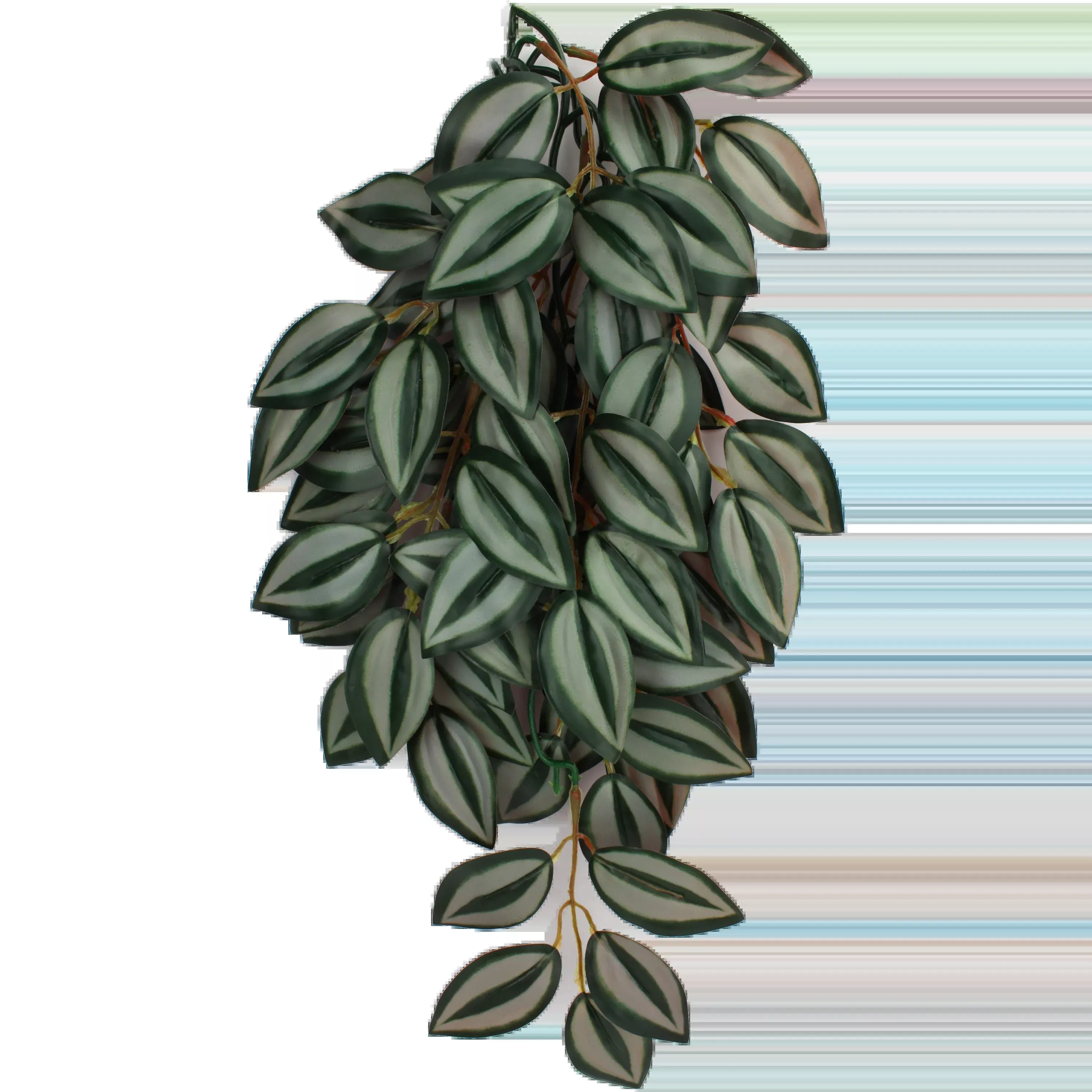 Komodo - Climbing Plant - Zebrina 24"