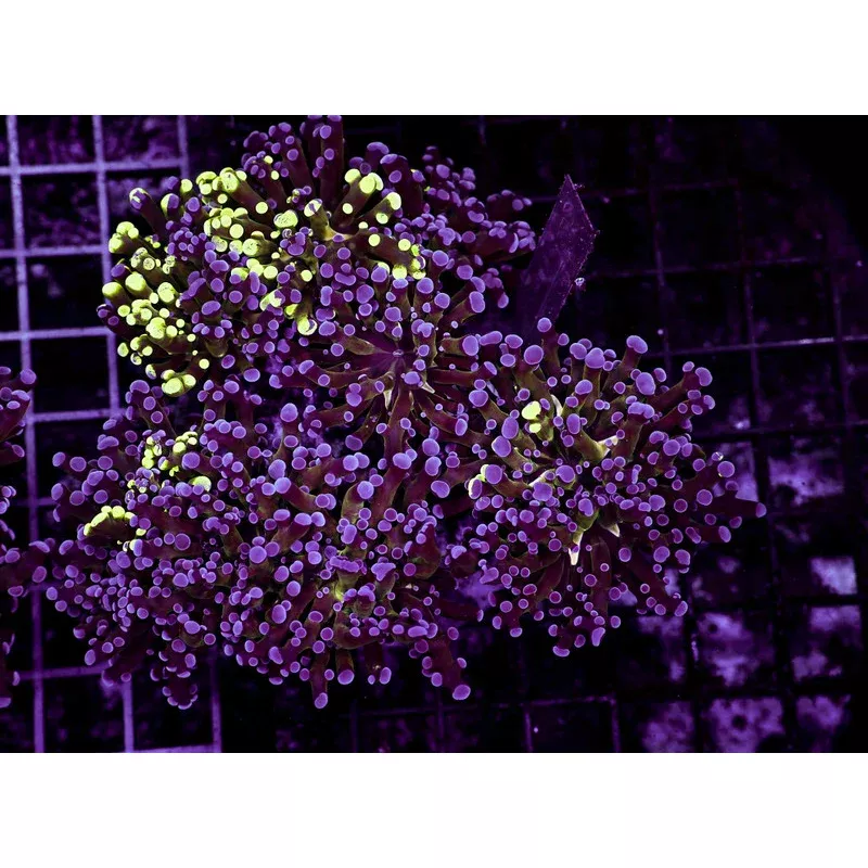 Large Splatter Frogspawn Colony WYSIWYG – SAQ Coral Farm