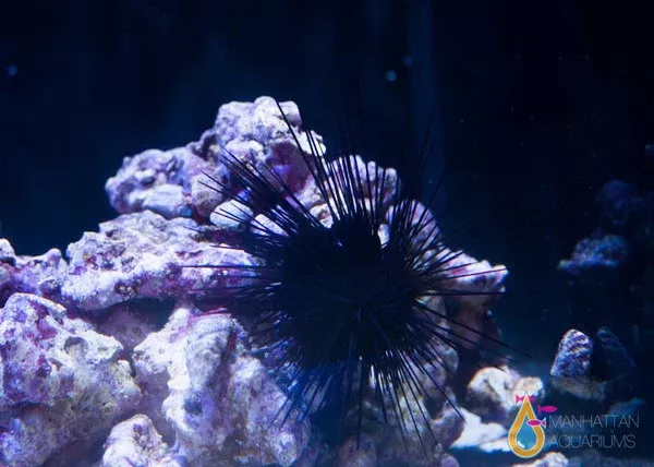 Long Spine Urchin