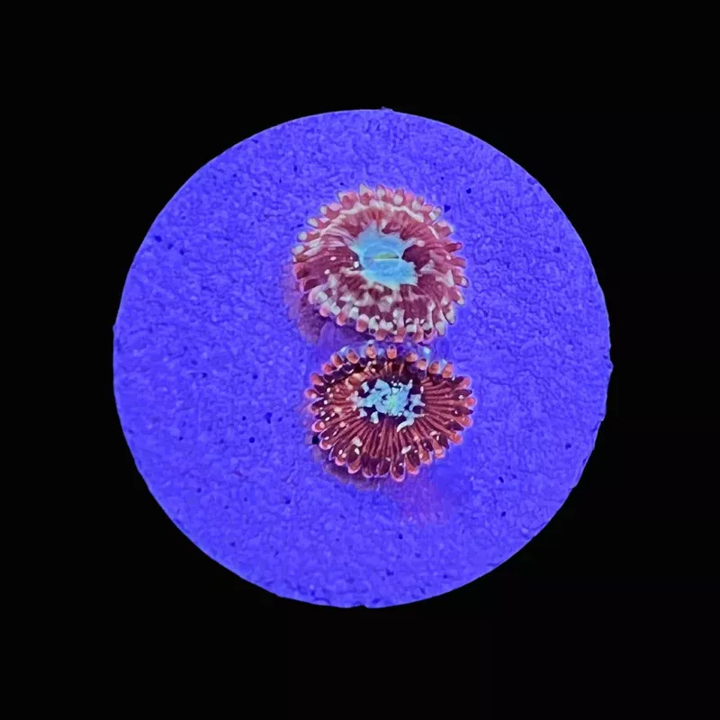 Mayhem Zoanthids – SAQ Coral Farm
