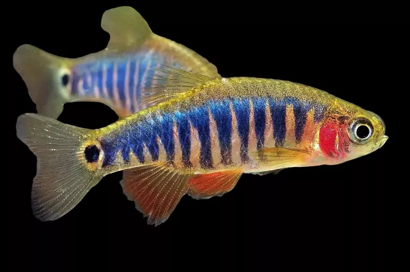 Micro Tiger Rasbora/ Emerald Dwarf Rasbora - Danio erythromicron
