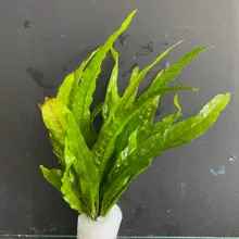 Microsorum Pteropus Java
