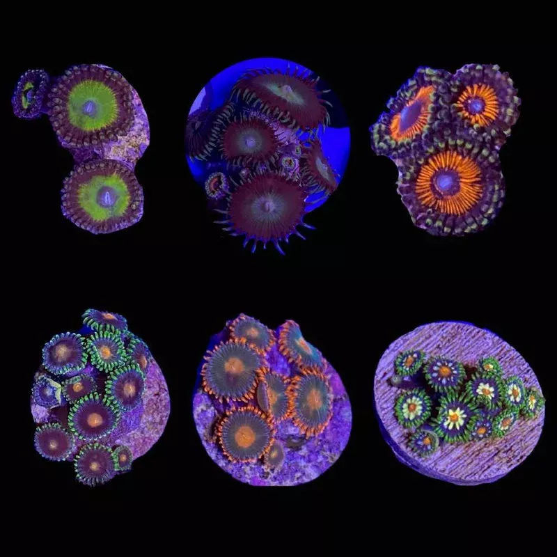 Mystery Zoanthid (3/4 – 1) – SAQ Coral Farm