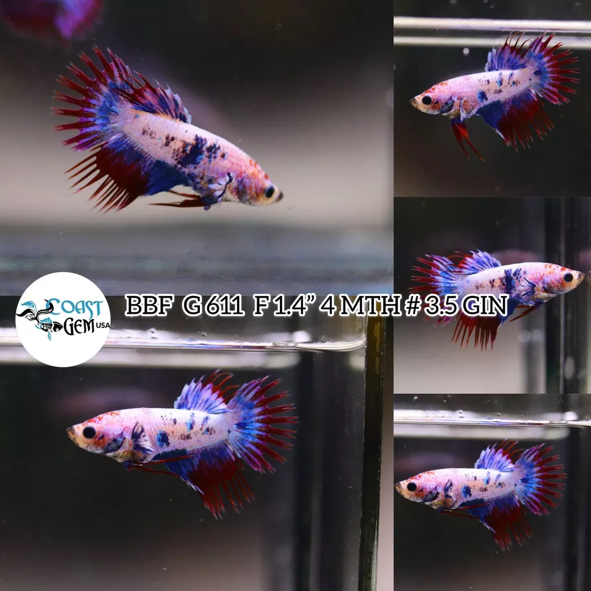 N/W(BBF-A611) Pink Fancy Grizzle Crown tailFemale Betta