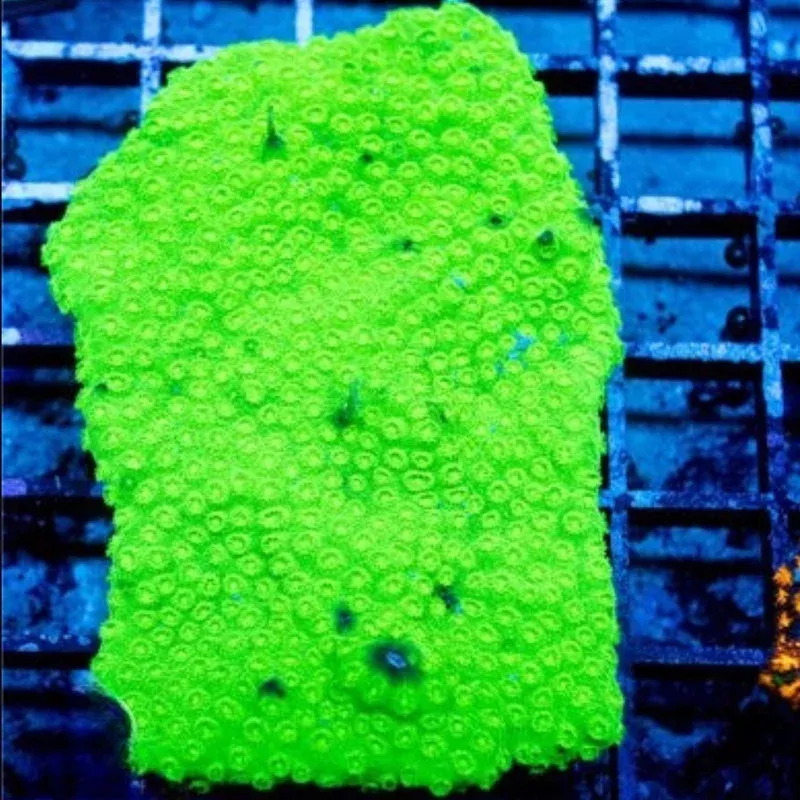 Neon Slime Cyphastrea (3/4 – 1) – SAQ Coral Farm