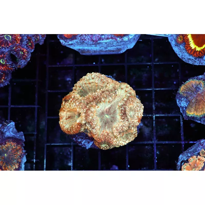 Peach Blastomussa WYSIWYG – SAQ Coral Farm