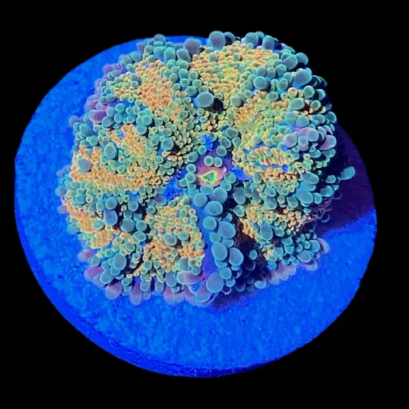 Rainbow Yuma Mushroom Coral – SAQ Coral Farm
