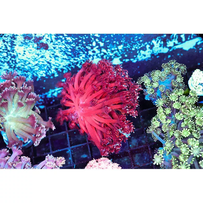 Red Goniopora Coral Colony WYSIWYG – SAQ Coral Farm