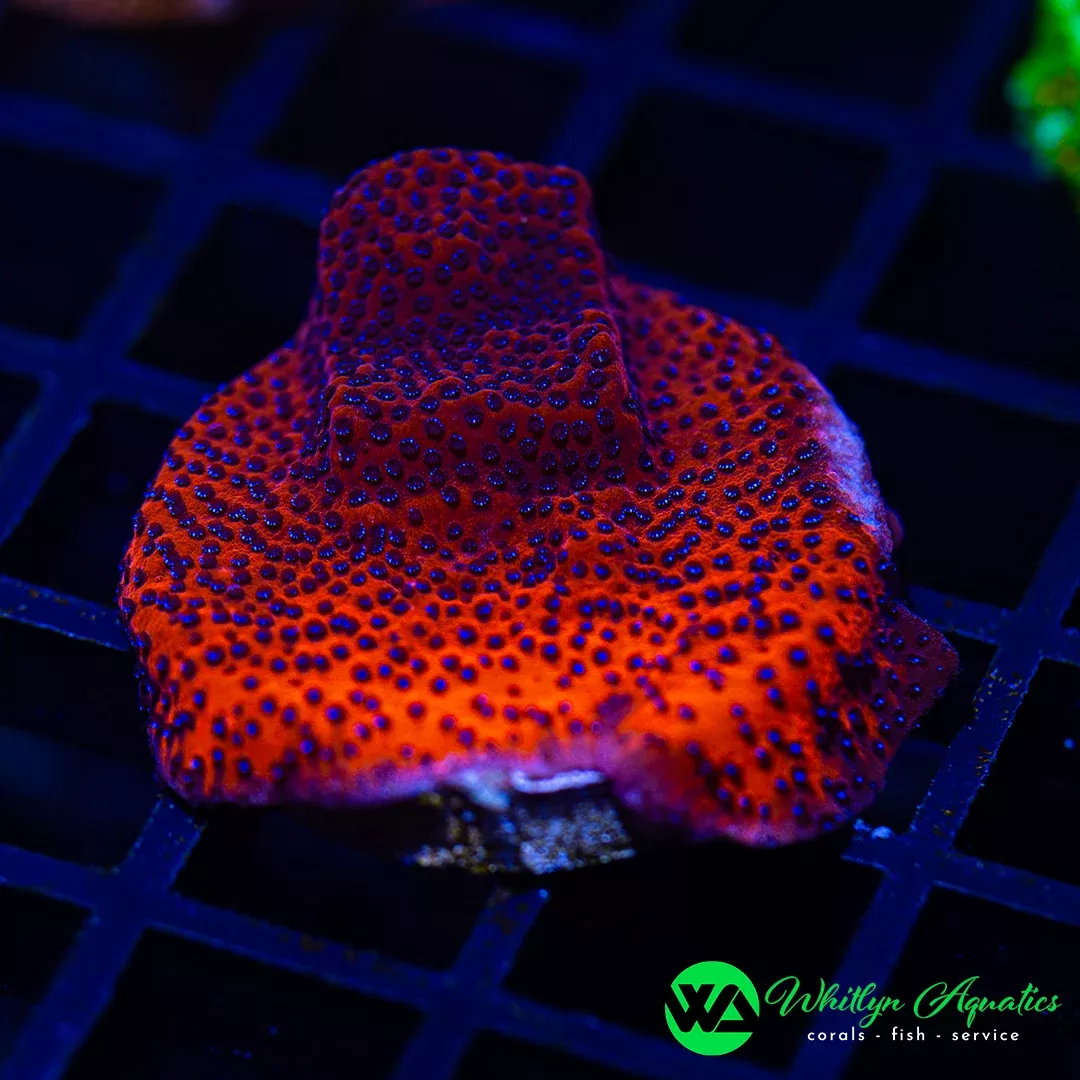 Reverse Superman Montipora (WYSIWYG)