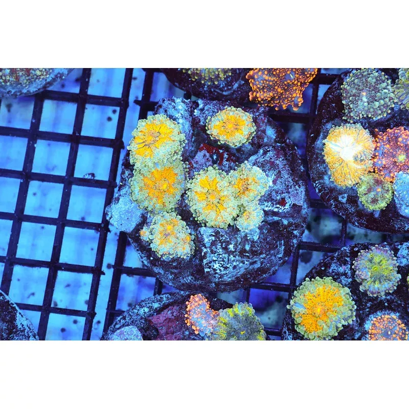 Ricordea Yuma Rock WYSIWYG – SAQ Coral Farm