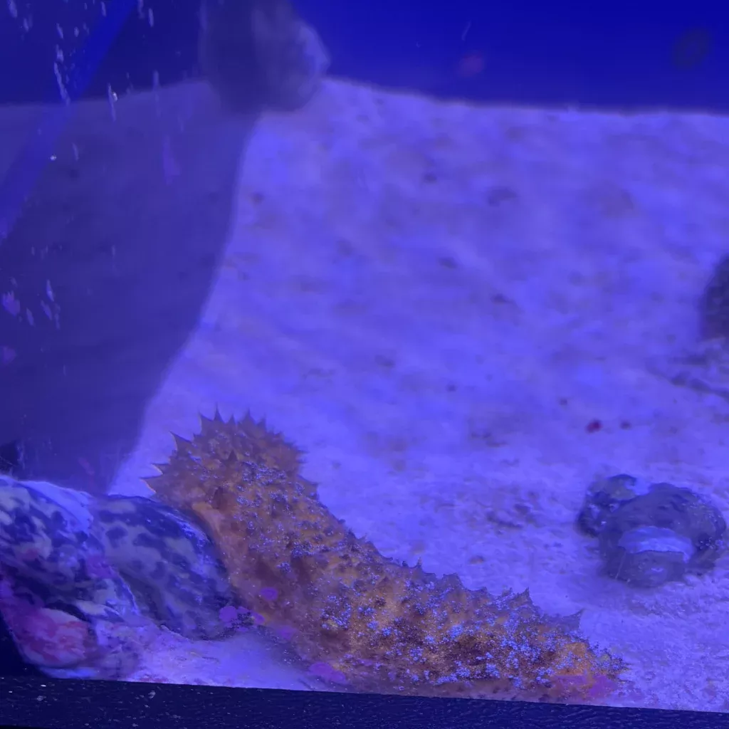 Sea Cucumber