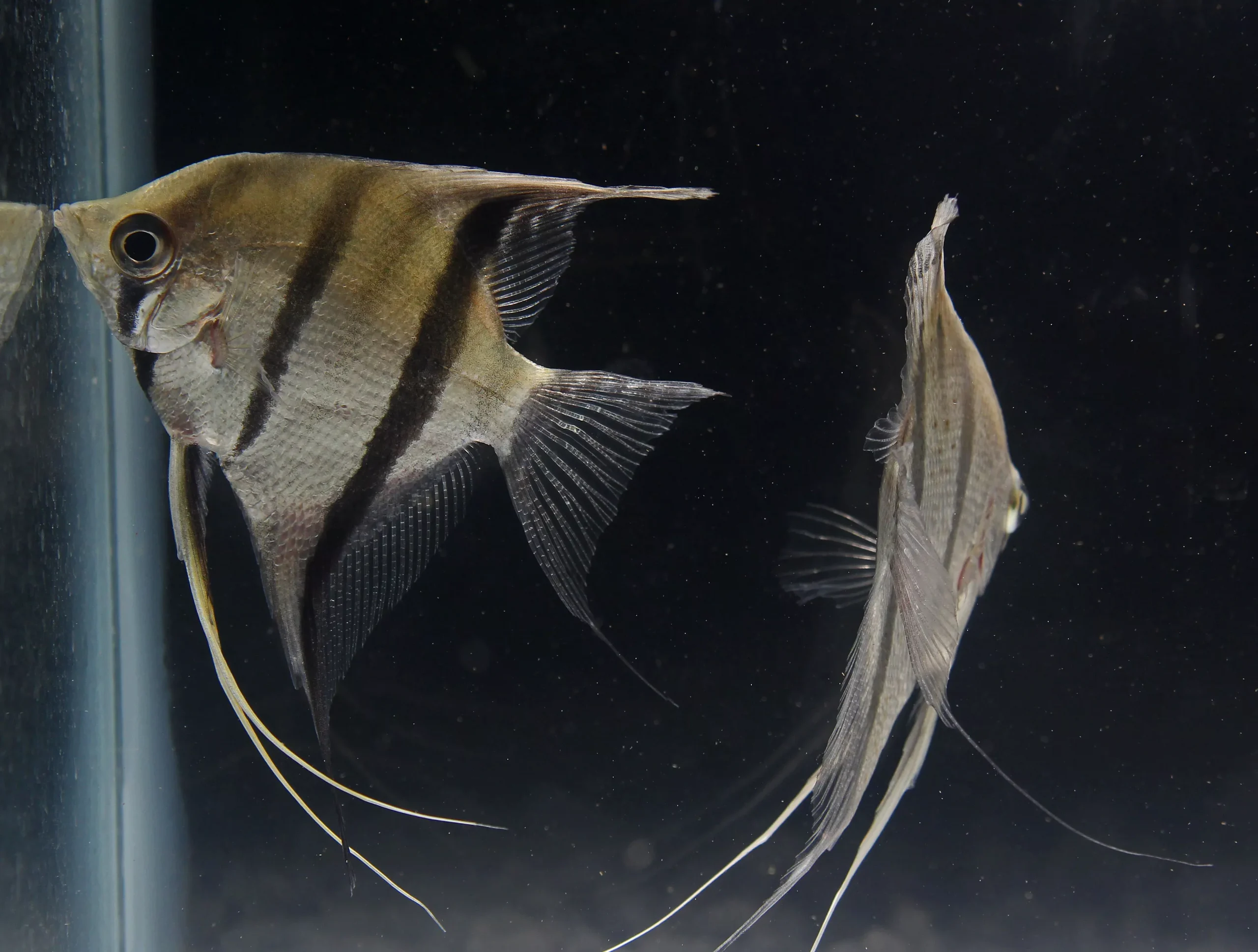“Silver Angelfish” WILD Peru