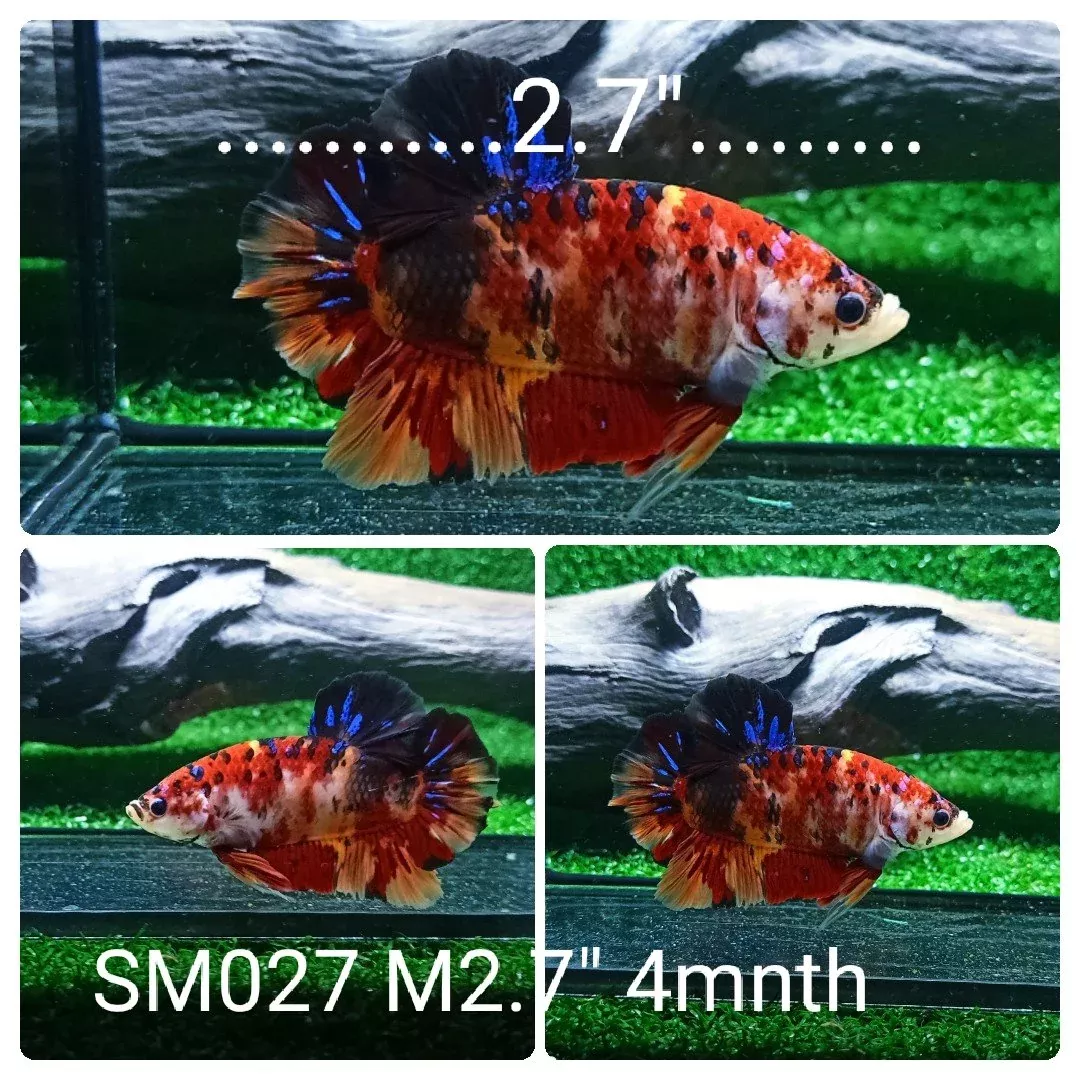 (SM-027) Giant Tiger Koi Galaxy Plakat Male Betta