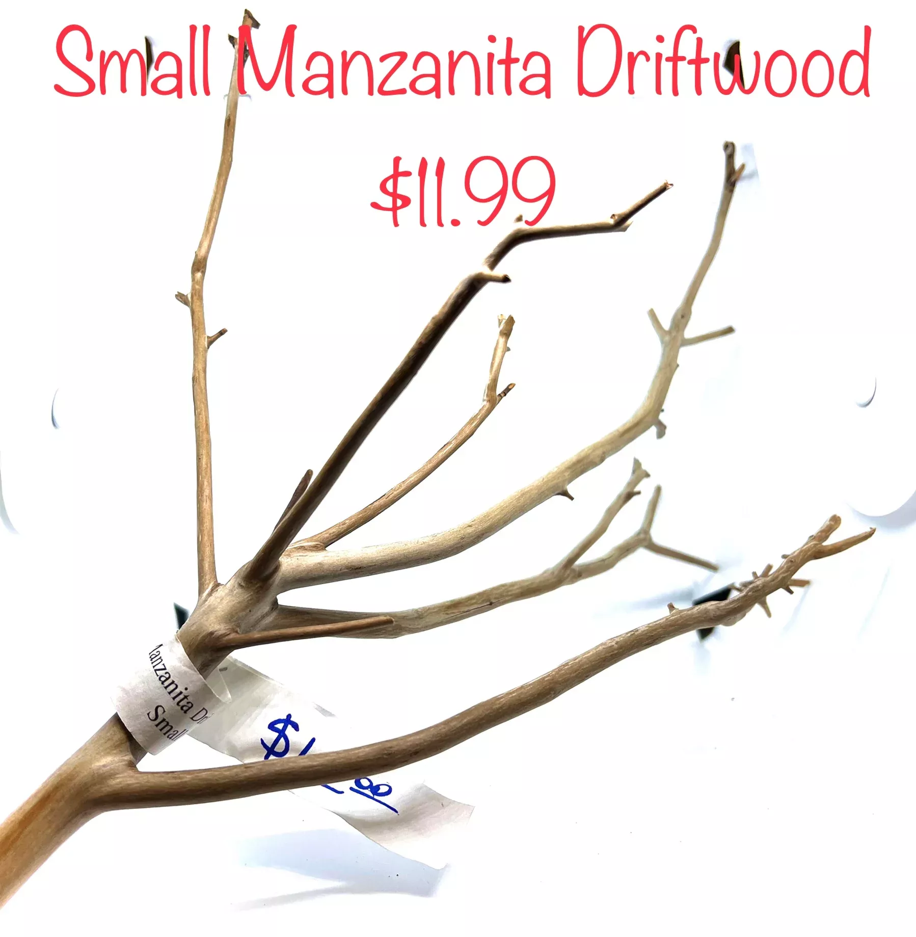 Sm. Manzanita Driftwood