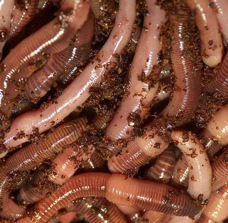 Snake River Bait – Nightcrawlers – 12 Count