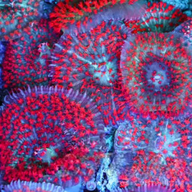 St. Thomas Mushroom – SAQ Coral Farm