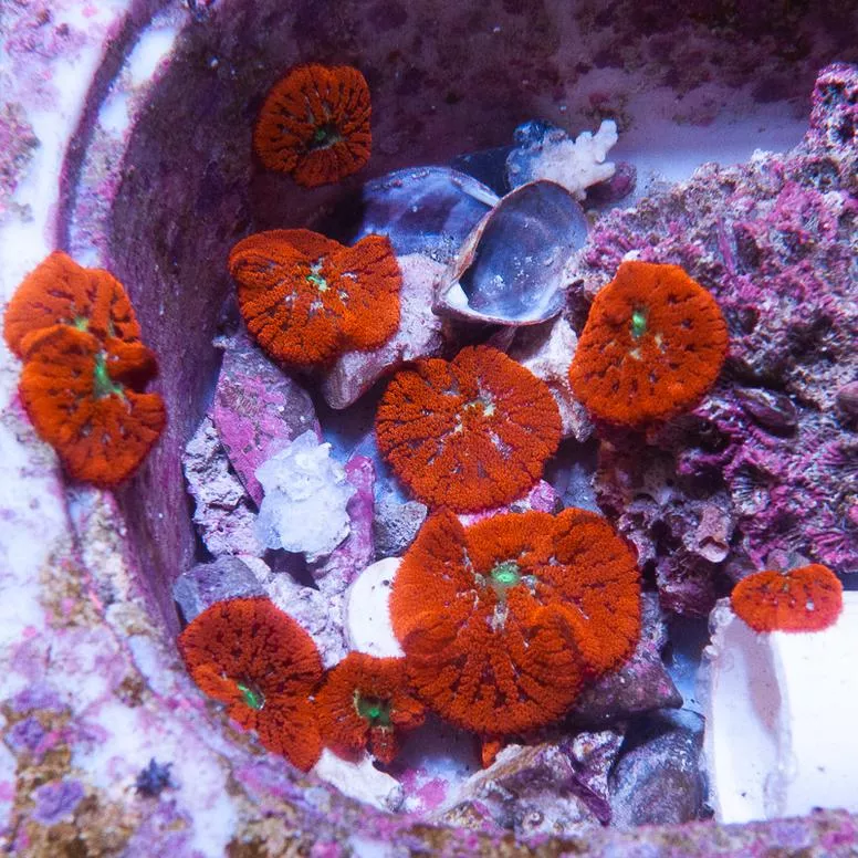Stichodactlyla tapetum- “Mini” Red Carpet Anemone – 1- 1.5″ Stock Specimen