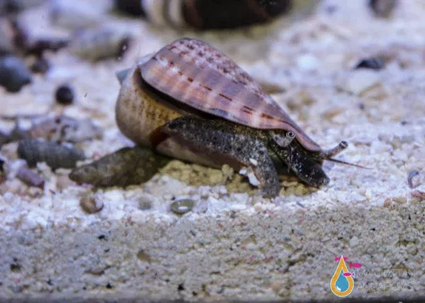 “Strawberry” Fighting Conch