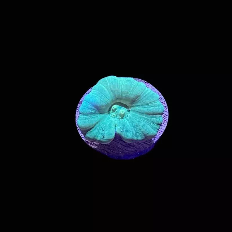 Teal Candy Cane Coral – SAQ Coral Farm