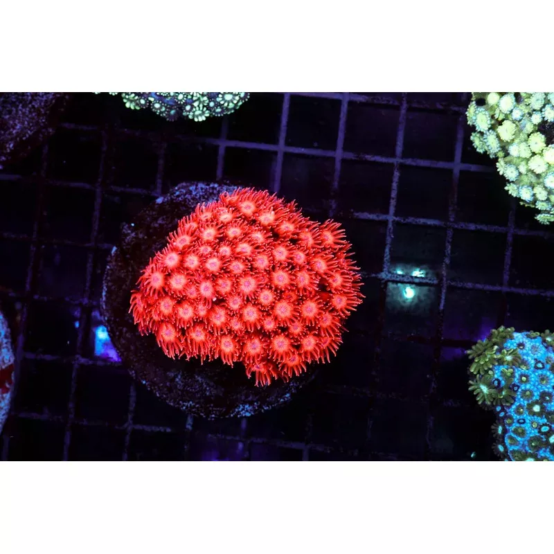 Vibrant Red Goniopora Colony WYSIWYG – SAQ Coral Farm