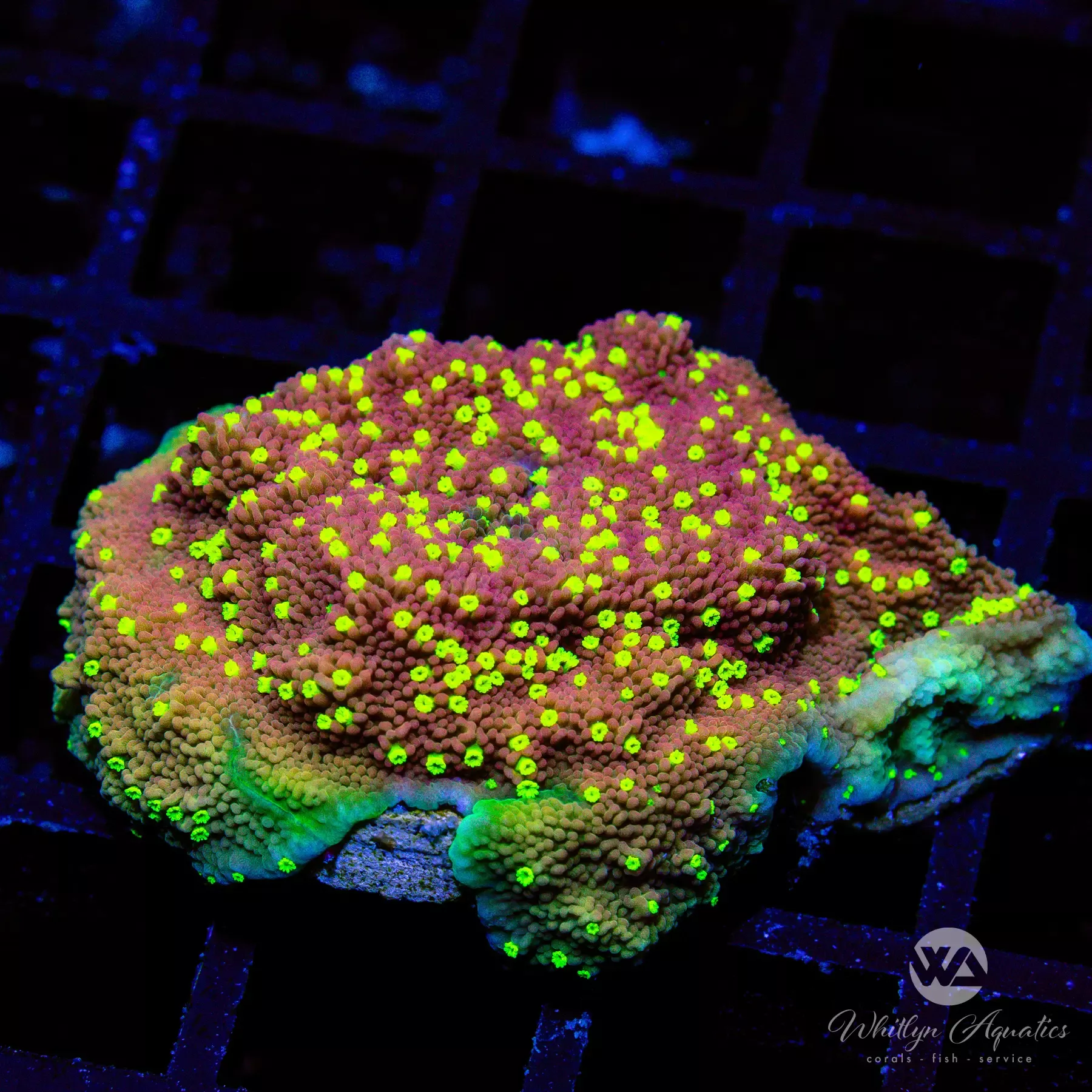 WA Burnt Banana Montipora