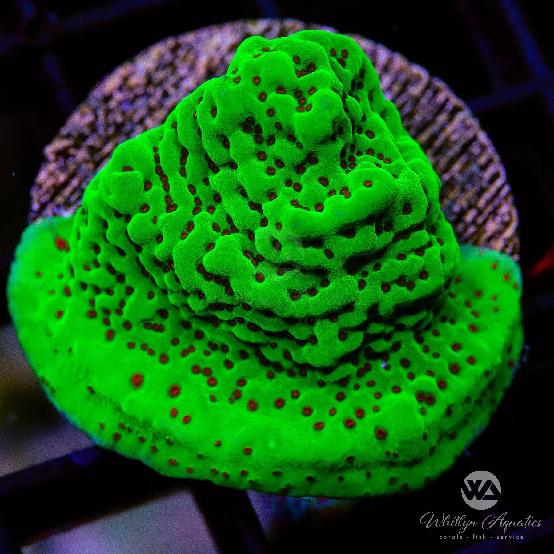 WA Season’s Greetings Montipora