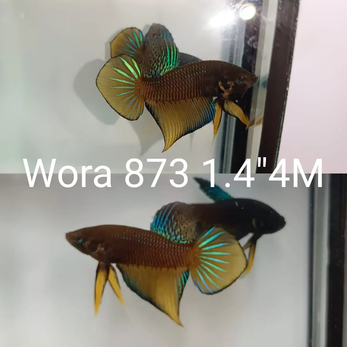 (WORA-873) COPPER GREEN IMBELLIS MALE BETTA
